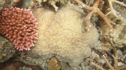 coral found at coral reef area at Tioman island, Malaysia
