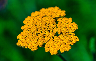 Gelbe Schafgarbe © blende11.photo