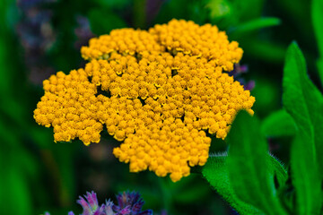 Gelbe Schafgarbe © blende11.photo