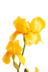 iris isolated on the white