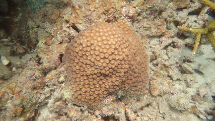 coral found at coral reef area at Tioman island, Malaysia