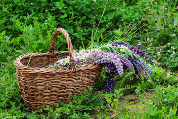 Fototapeta na wymiar Wicker basket with lupine flowers in garden. Lupinus, Commonly Known as Lupin or Lupine is Genus of Flowering Plants in Legume Family, Fabaceae.