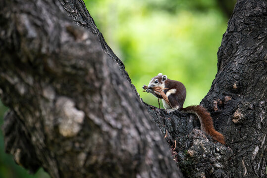 Close up Brown Finlayson's squirrel or Variable squirrel found in gardens and parks in cities of bangkok,Thailand