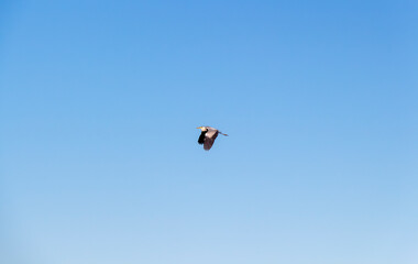 Naklejka na ściany i meble A stork flies high in the blue clear sky.