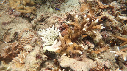 coral found at coral reef area at Tioman island, Malaysia