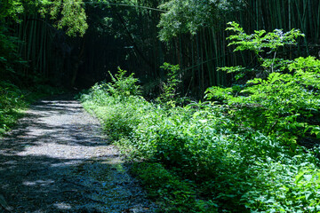 A landscape deep in a Japanese bamboo forest in the middle of summer