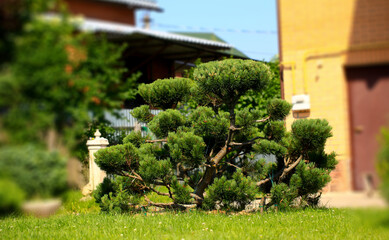 Blur Landscape in the garden. Young pine-tree and garden path. The concept of landscaping design. Soft focus image.