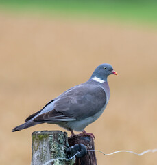 pigeon sitting on a fence post