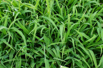 the beautiful flowers 