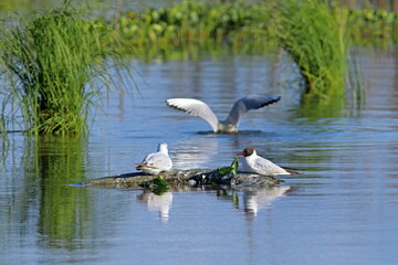 Young and adult lake gull on a Sunny summer day in Russia