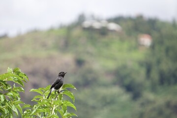 Pied bush chart bird in the forest 