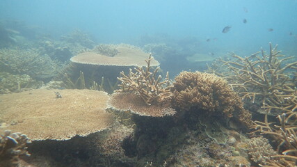 coral found at coral reef area at Tioman island, Malaysia
