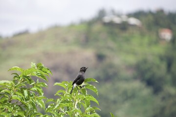Pied bush chart bird in the forest 