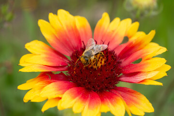 Collecting nectar and pollen by a bee. The insect's head is covered with pollen. Flower in the center. The background is blurry.
