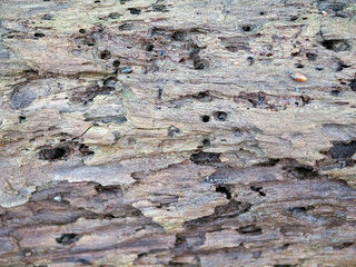 old wood surface is porous texture background with crack broken