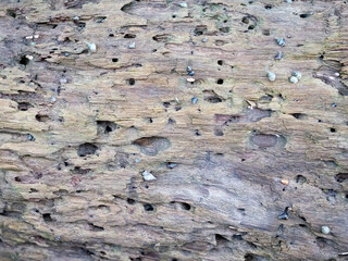 old wood surface is porous texture background with crack broken
