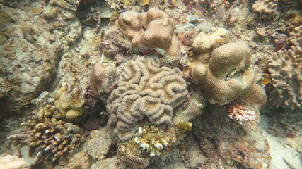 coral found at coral reef area at Tioman island, Malaysia
