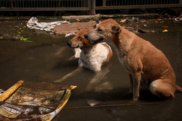 Poor street dogs chilling in clogged water during hot summers in India