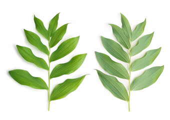 Twig with green leaves isolated