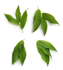 Fototapeta premium Green leaves isolated