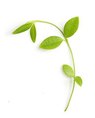 Green young stem with leaves isolated