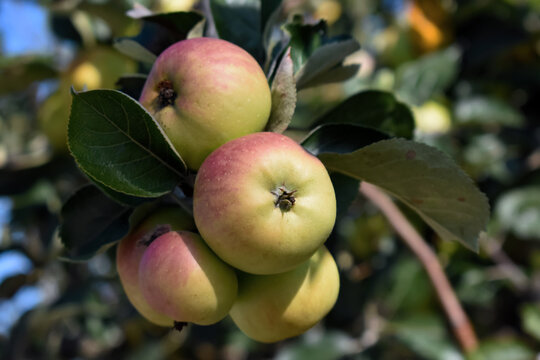 Grupo de manzanas maduras en el &aacute;rbol del jard&iacute;n iluminadas por el sol del verano.