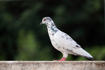Spotted rock pigeon on the wall