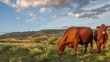 Summer Cows  © Geoff Cole