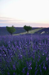 Lavender field in Provence, France, at sunset, trees in the background, romantic atmosphere
