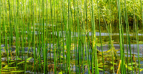 Thickets of green reeds in shallow water in the lake