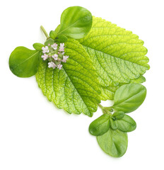 Thyme fresh herb isolated