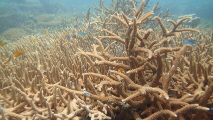 Fototapeta na wymiar coral found at coral reef area at Tioman island, Malaysia