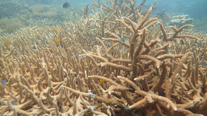 coral found at coral reef area at Tioman island, Malaysia