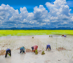 Ancient method farmer practice to the plantation, green paddy rice field with beautiful sky cloud in Thailand.