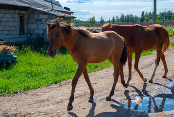 Two horses walk along a dirt road past farm buildings on a clear Sunny day.