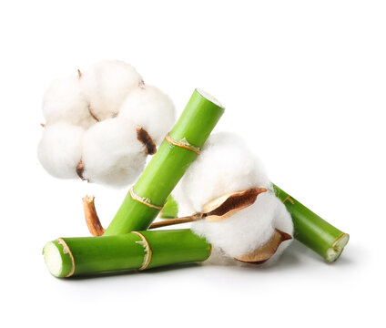 Cotton plant flower and bamboo isolated