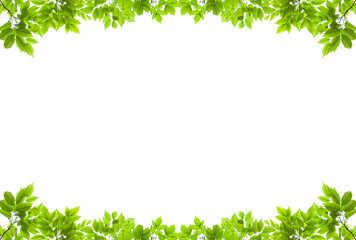Green leaves frame isolated on white background.