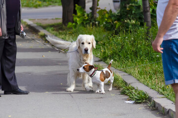 Two owners walk their dogs. Meeting in the park. Golden Longhair Retriever Labrador and Jack Russell.