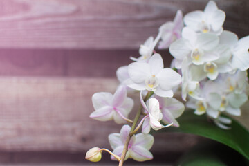 White orchid on a wooden background close-up. A branch of white Phalaenopsis.
