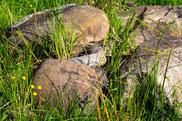 wood from the forest and multicolored flowers near the abandoned house