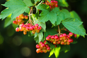 Unripe berries of viburnum in the summer. Green foliage of a tree. Medicinal berries. Therapeutic fruits. Blurred background. Garden tree.