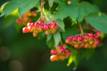 Unripe berries of viburnum in the summer. Green foliage of a tree. Medicinal berries. Therapeutic fruits. Blurred background. Garden tree.