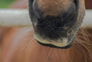 close up of a horse