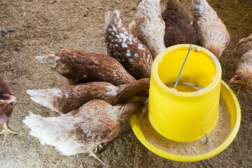 Laying hens in the pen together eating