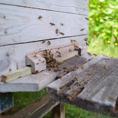 Fototapeta na wymiar bees attacking a beehive