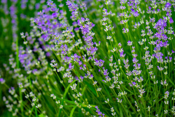 MOV LAVENDER FLOWERS ON THE GREEN PLAIN