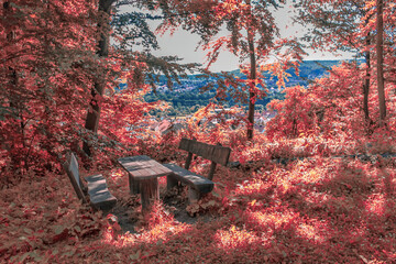 red bench in the forest