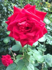  Сортовая красная роза