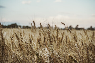 Obraz premium field of wheat
