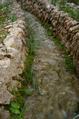 Son Marroig. Olivar.Deia.Sierra de Tramuntana.Mallorca.Baleares.España.